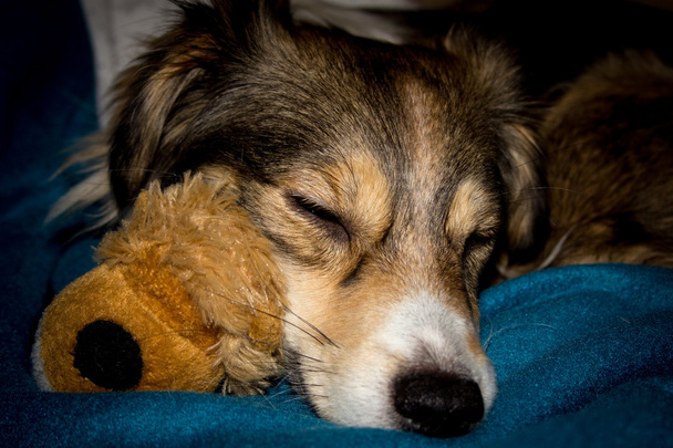 pes spí s hračkou - Fotografie, Obrázek