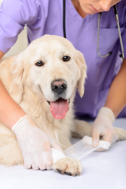 Profi-Tierarzt untersucht Hund - Foto, Bild