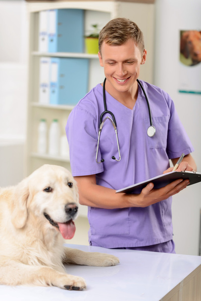 Professional vet examining a dog - Photo, image