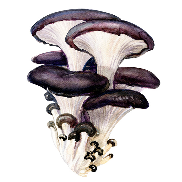grzyby ostryg izolowane na białym tle - Zdjęcie, obraz