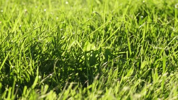 Jarní zelené trávě. Přírodní pozadí. Full Hd 1080 akcií videozáznam - Záběry, video