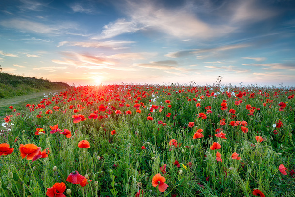 Poppy Fields in Cornwall - Photo, Image