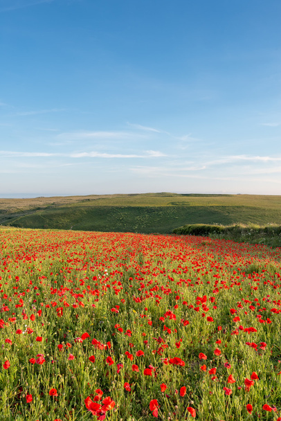 A Field of Poppies on a Summer Day - Photo, Image