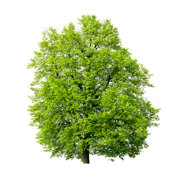 Árbol verde
 - Vector, imagen