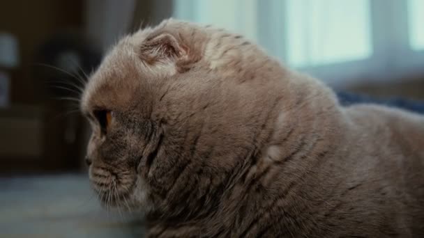 scotitish fold szürke macska - Felvétel, videó