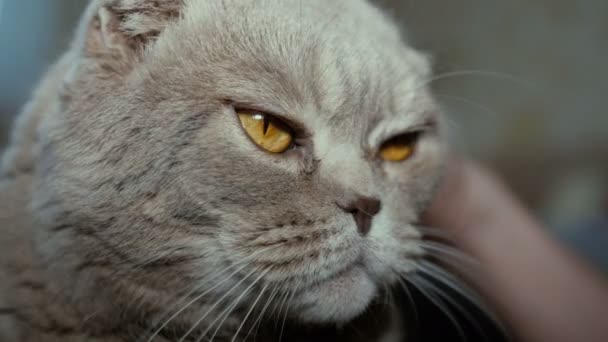 Scotitish fold grey cat - Кадры, видео