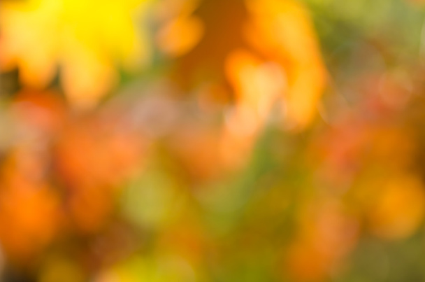 defocused autumn nature background - Valokuva, kuva