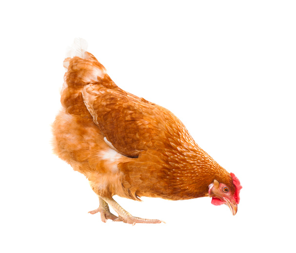közelről csirke tyúk eszik valami elszigetelt fehér háttér - Fotó, kép