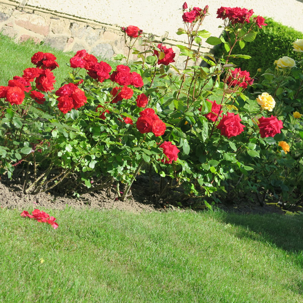 beautiful Roses summer time - Photo, image