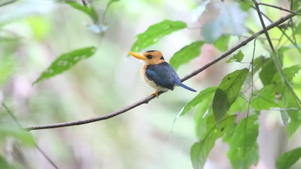 Żółtodzioby Kingfisher (Syma torotoro) w Papui-Nowej Gwinei - Materiał filmowy, wideo
