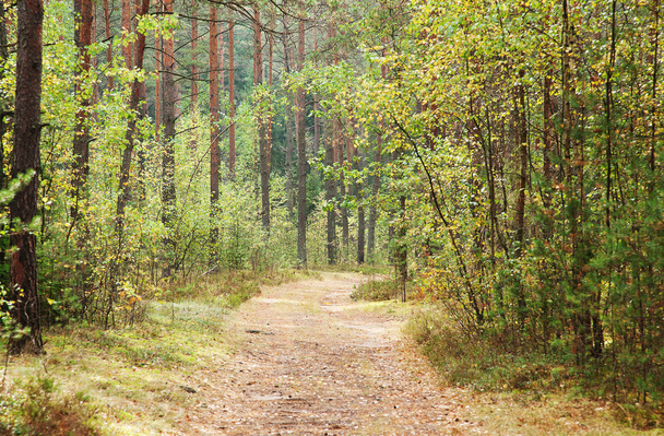 Forest Road - Foto, afbeelding