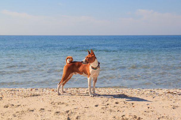 Perros Basenji en la orilla del mar. Día de sol. Playa de la arena - Foto, Imagen