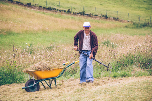 Hombre mayor rastrillando heno con horquilla en el campo
 - Foto, imagen