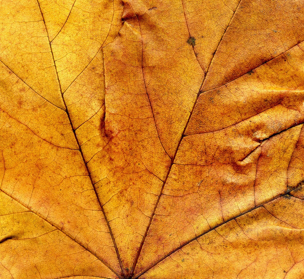 Textura detallada de hoja de arce de otoño
 - Foto, imagen