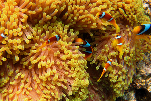 vele anemonen vissen in anemone - Foto, afbeelding