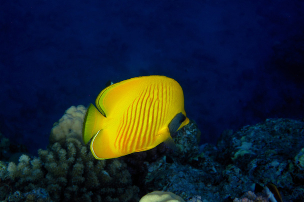 Masken Schmetterlingsfische tief im Meer - Foto, Bild