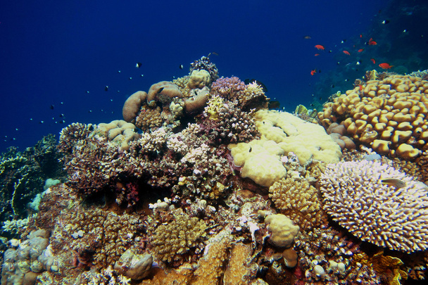 värikäs koralli Egyptissä loma
 - Valokuva, kuva