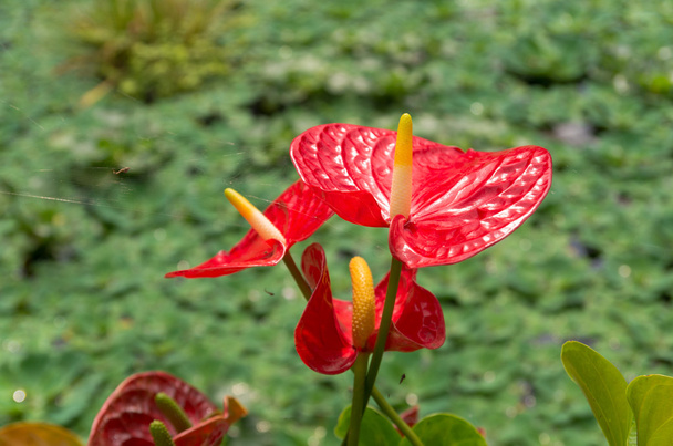 red anthurium flower - Фото, изображение