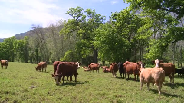 krávy na pastvě v slunném zelené louce - Záběry, video
