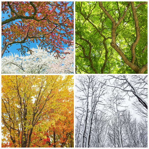 Trees in spring, summer, autumn and winter - Photo, Image