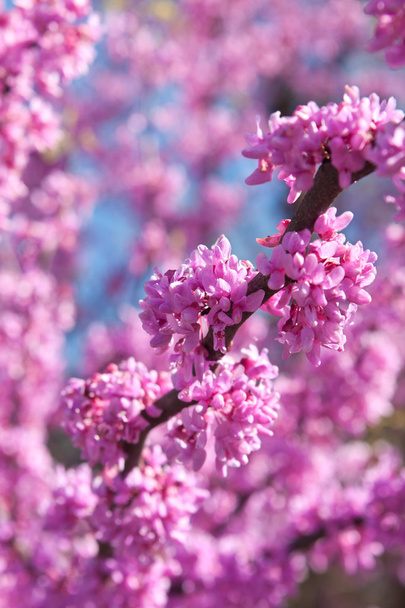 les fleurs roses fleurissent sur l'arbre de bourgeon rouge oriental au printemps
 - Photo, image