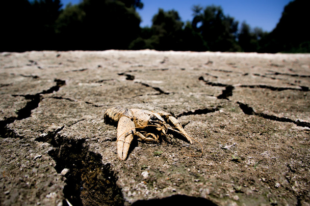 Sequía - río seco con cangrejo muerto - Calentamiento global
 - Foto, imagen