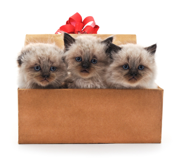 Kittens in the box. - Fotografie, Obrázek