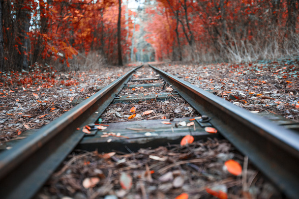 森の中の地平線に無限の鉄道 - 写真・画像