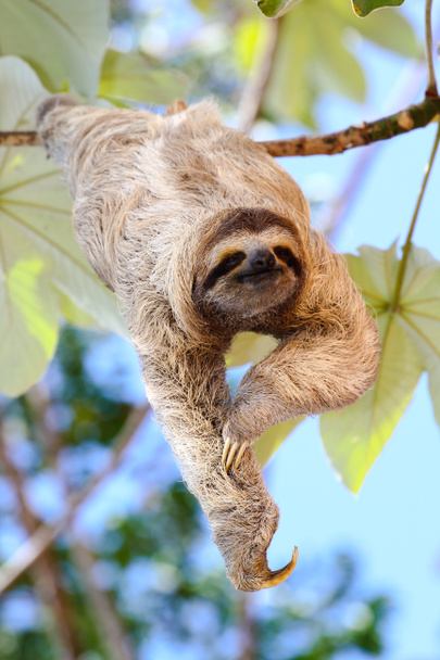 Happy Sloth - Photo, Image