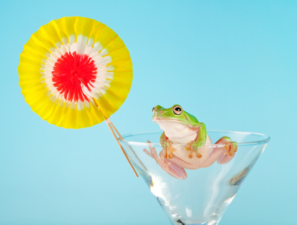 Tree frog having a party - Zdjęcie, obraz