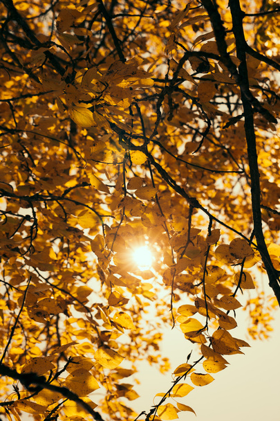 Autumn leaves - Fotoğraf, Görsel