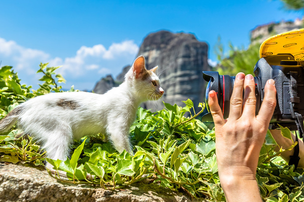 Kissanpentu poseeraa Meteorassa Kreikka
 - Valokuva, kuva
