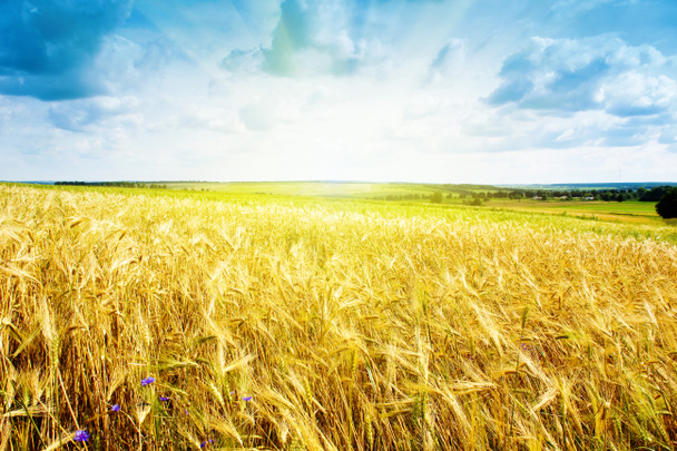 Paisagem de trigo madura contra o céu azul
 - Foto, Imagem