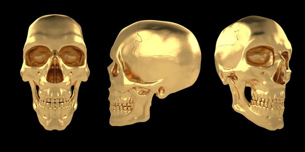 anatomischer menschlicher Schädel 24 - Foto, Bild