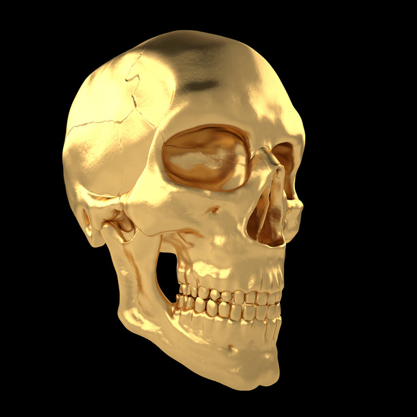 Anatomiczne człowieka scull24 - Zdjęcie, obraz