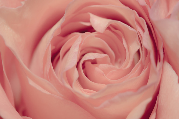 抽象的なピンクのバラのクローズ アップ - 写真・画像