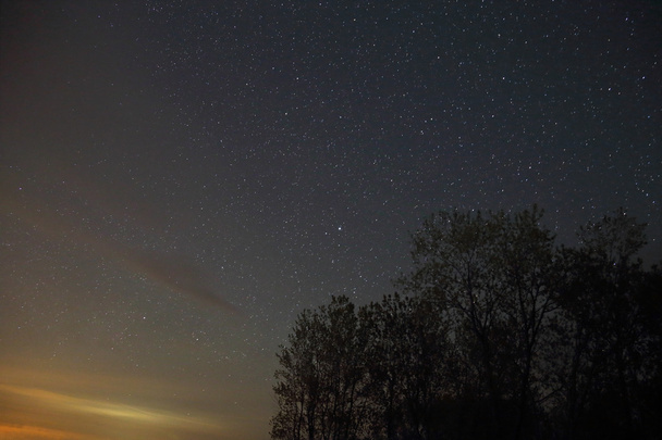 Sziluettjét csillagfényes égbolt erdő - Fotó, kép