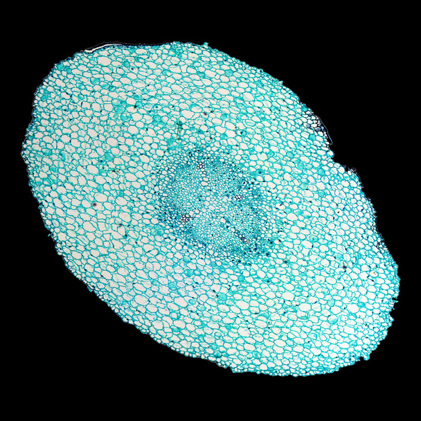 Vicia faba kök test - Fotoğraf, Görsel