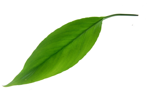 Isolated green long leaf - Zdjęcie, obraz