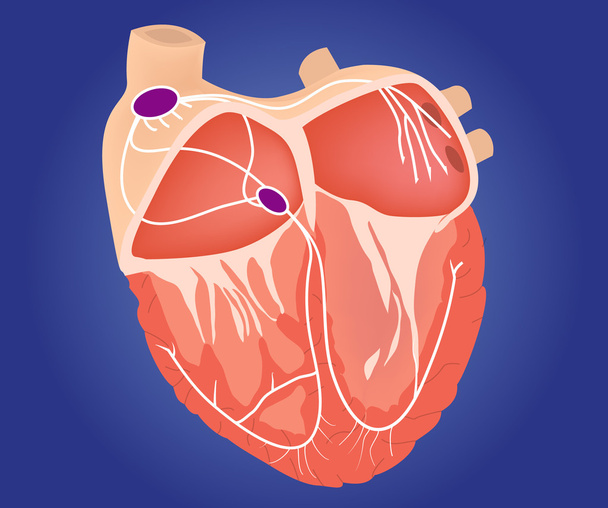 Ілюстрація системи провідності серця
. - Вектор, зображення