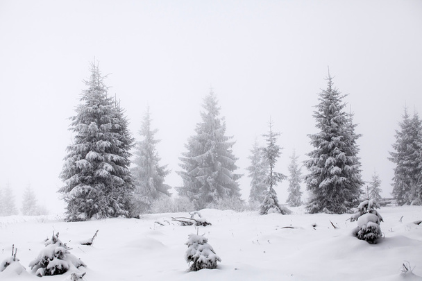 Foggy winter landscape with firs - 写真・画像