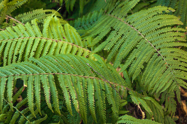 Green ferns in the forest - Фото, изображение