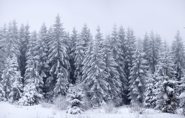 Foggy winter landscape with firs - Zdjęcie, obraz