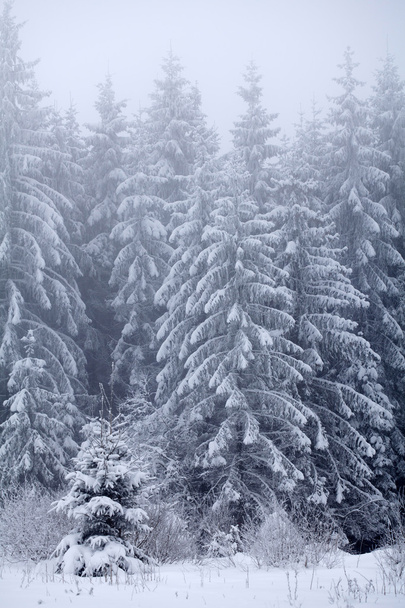 Christmas background with snowy fir trees - Zdjęcie, obraz