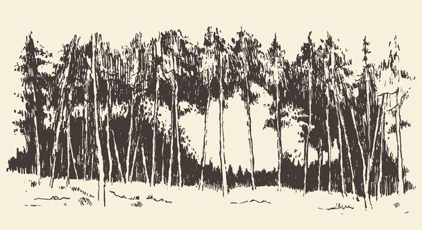 Hand drawn landscape fir forest meadow vector - Vector, Image