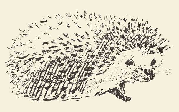 Hedgehog engraving style vintage drawn sketch - Vector, Image