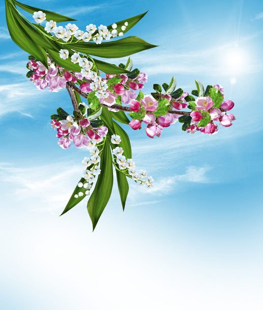 квітуча слива і лілія долини
 - Фото, зображення
