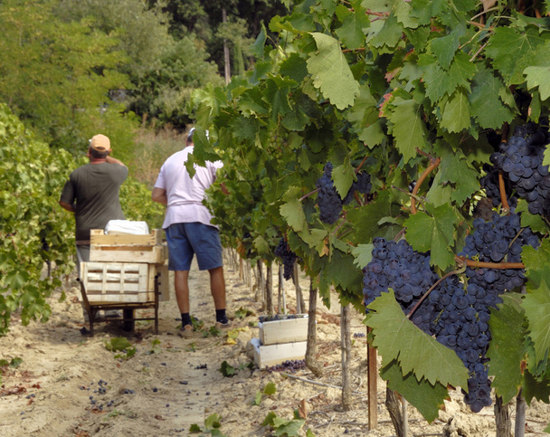 збирання винограду
 - Фото, зображення