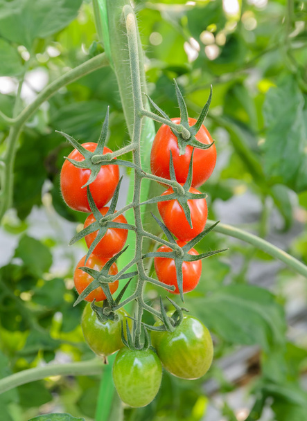 Grono pomidorów - Zdjęcie, obraz