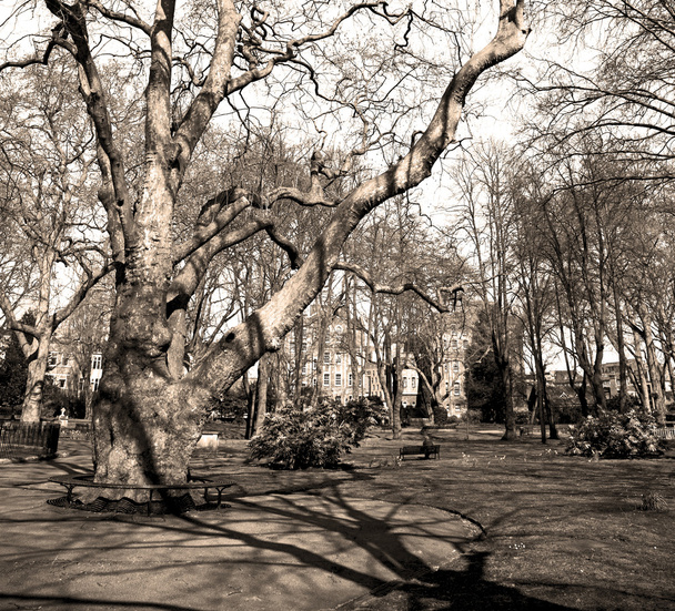 park in london spring sky and old dead tree - Photo, Image
